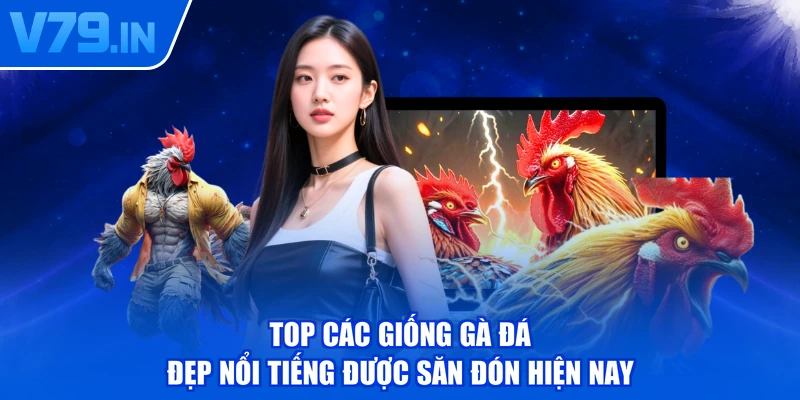 Top các giống gà đá đẹp nổi tiếng được săn đón hiện nay